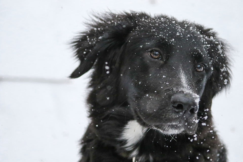 Comment les omégas 3 peuvent protéger votre chien ou chat pendant l’hiver ?
