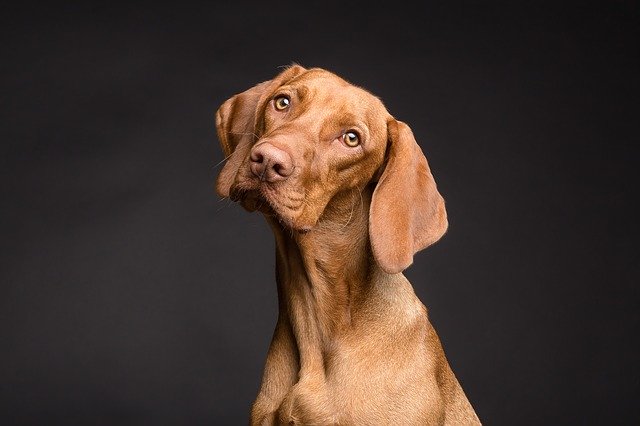 Les bénéfices de l’huile de foie de morue pour votre chien