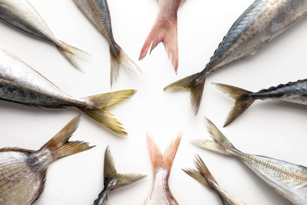 Métaux lourds dans les poissons : faut-il s’inquiéter ?