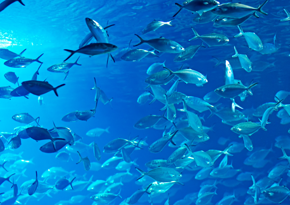 Saisonnalité des poissons sauvages : le guide du consommateur responsable