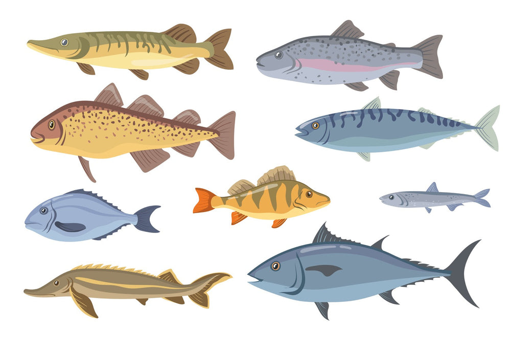 Tout savoir sur les poissons gras !