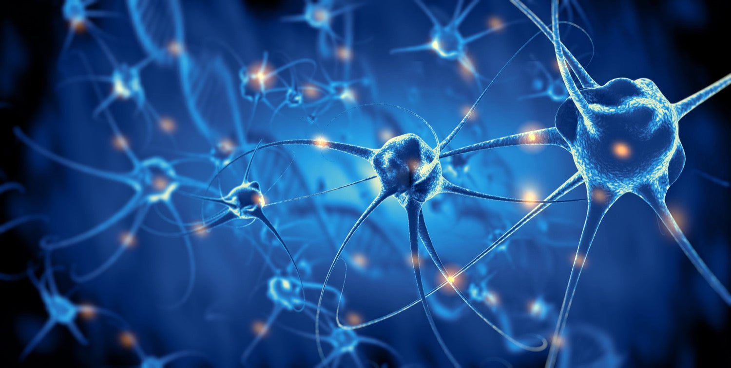 Quels sont les bienfaits des Oméga 3 sur le cerveau ?