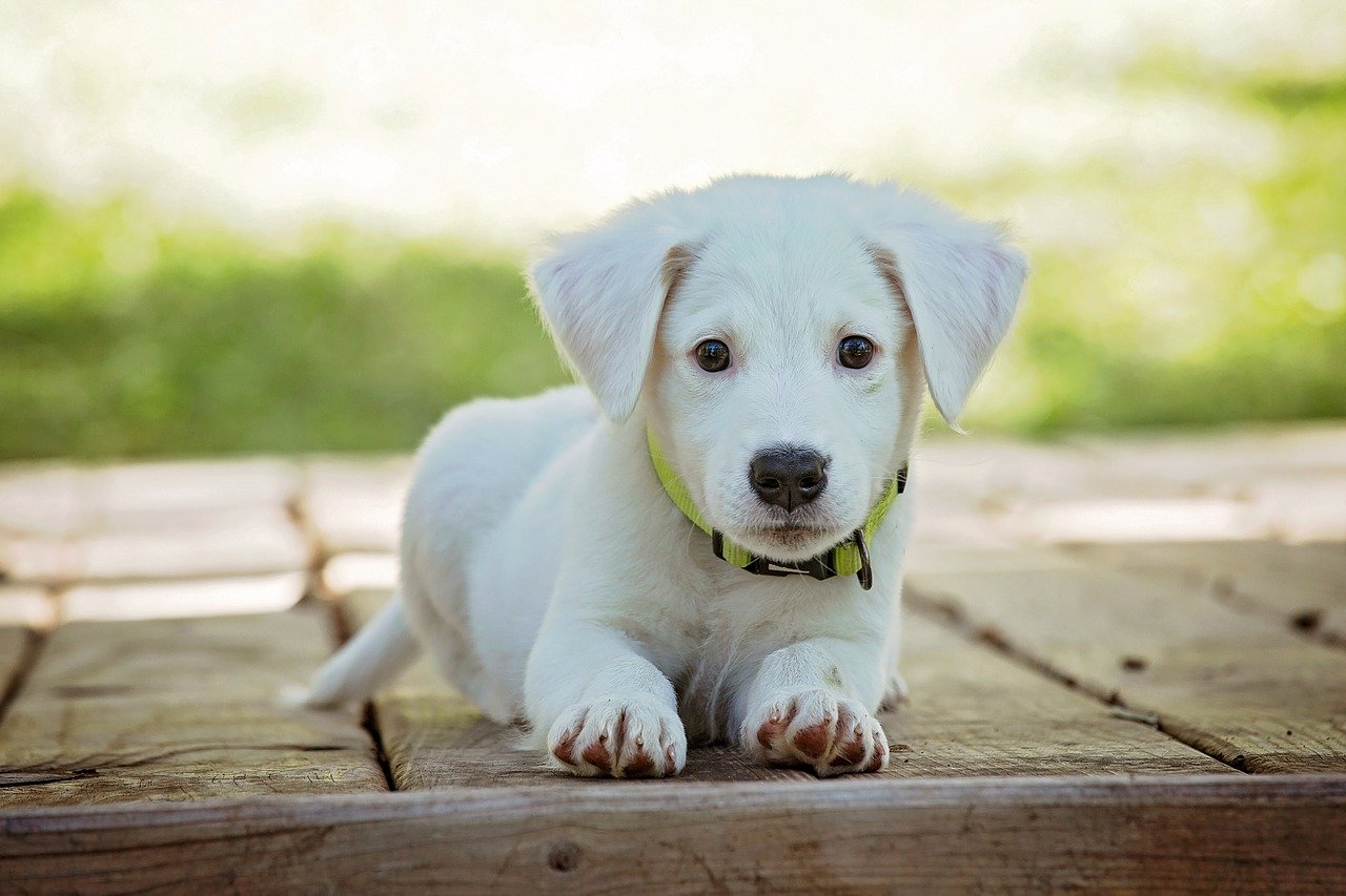 Pourquoi donner des Oméga 3 à mon animal ?