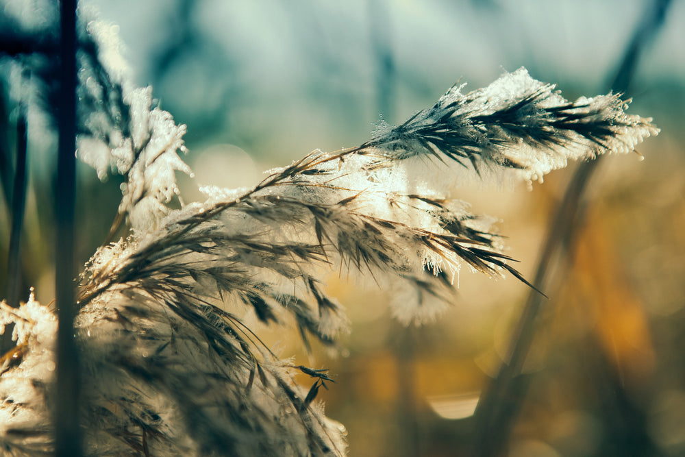 Le mois de novembre marque la fin de la synthèse de votre vitamine D